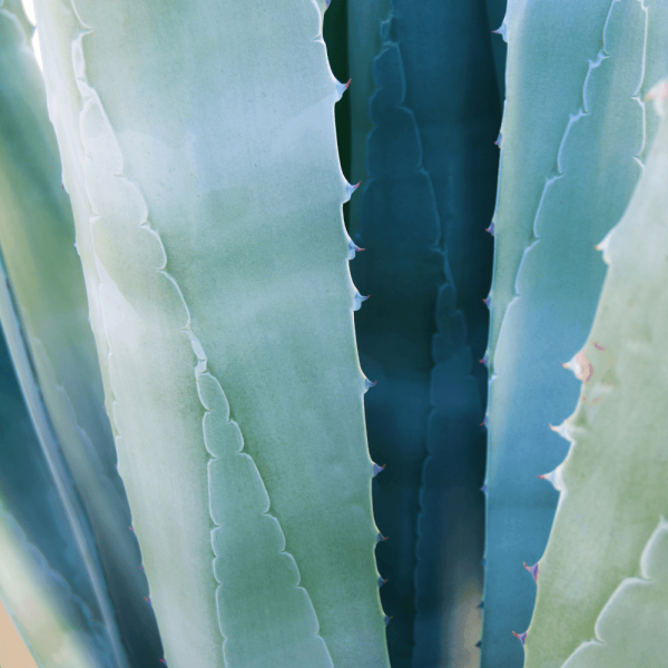 Cactus Blossom Gold Travel Candle Online - Image 5