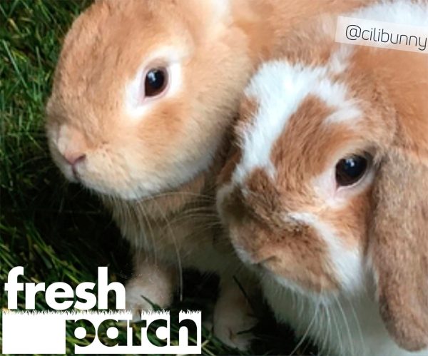 Rabbit Patch - Farm Fresh Grass Pad (Standard) on Sale - Image 2