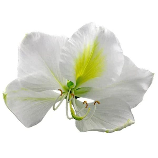 Orchid Tree Grow Kit Cheap - Image 2