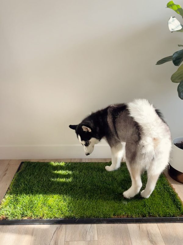 XL Combo Pack (Grass and Tray) Fashion - Image 2
