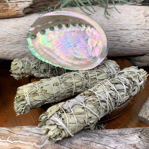 Smudge Kit: White Sage (6-Inch) + Abalone Shell Supply - Image 2